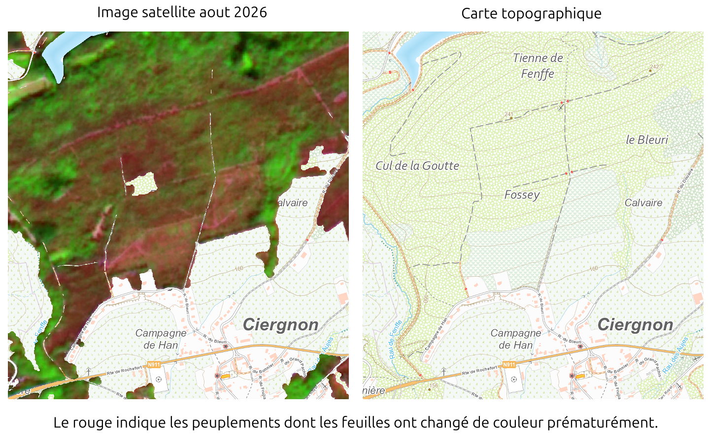 Dépérissement des chênaies sur sol superficiel à Ciergnon