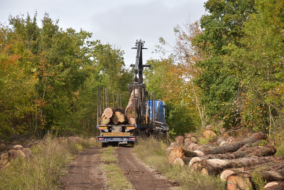 Chargement de grume en forêt